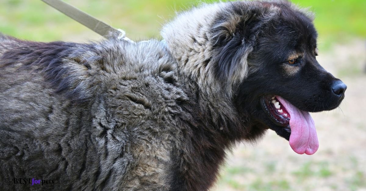 Caucasian Shepherd Dog 6