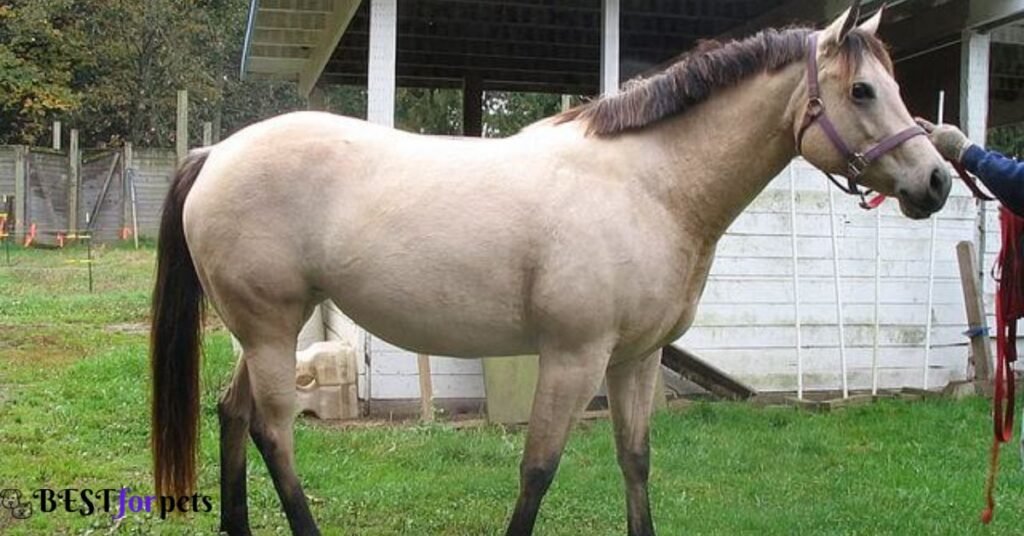 American Quarter Pony