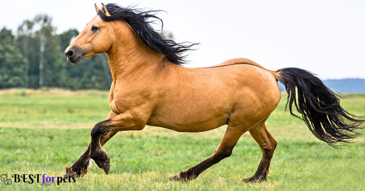 Fastest Horse Breeds
