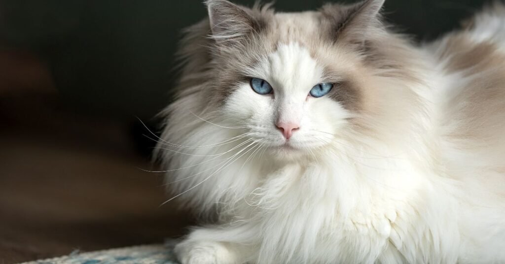 The Ragdoll Cat Breed Personality Care  More  Modern Cat