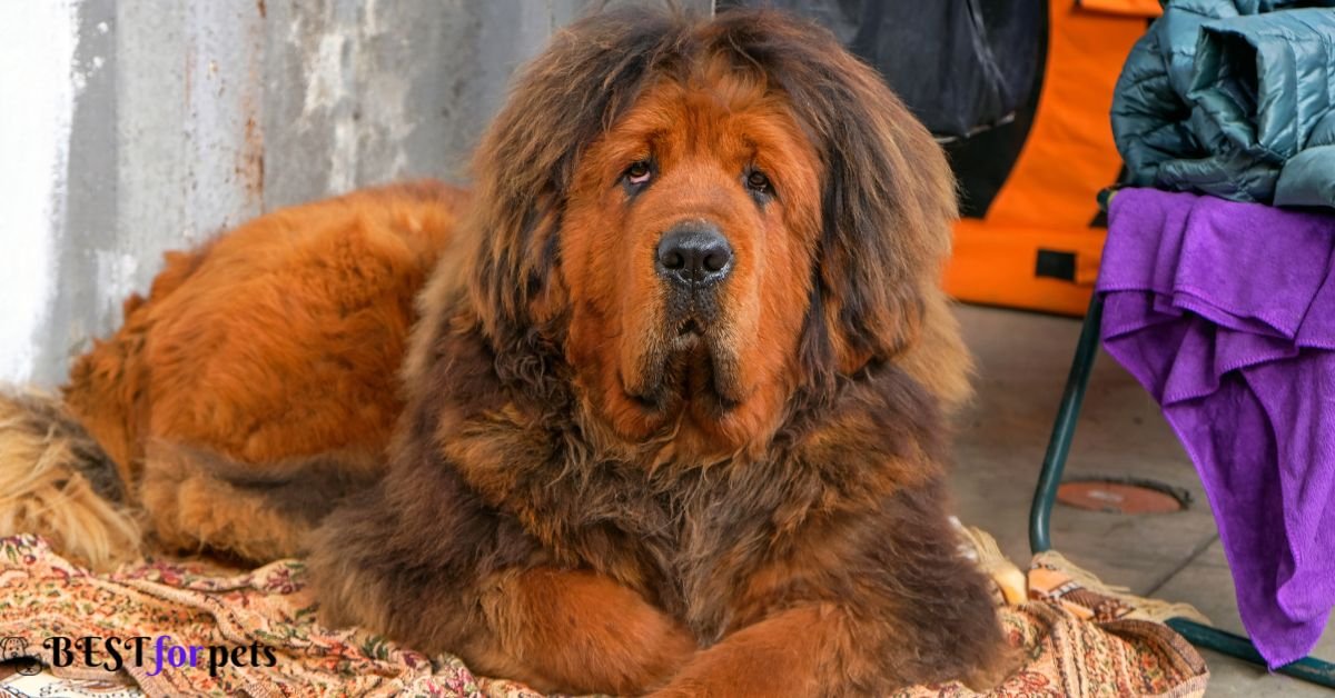 Tibetan-Mastiff-price-in-india