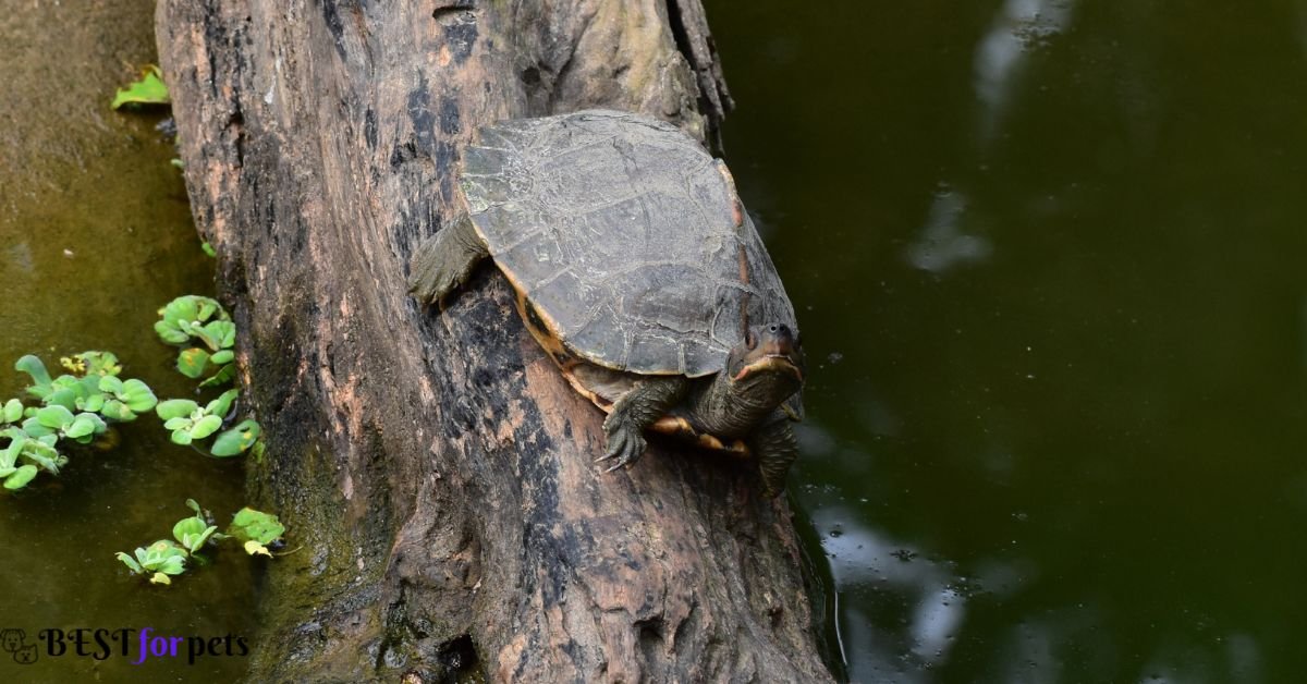 Bornean Roofed Turtle