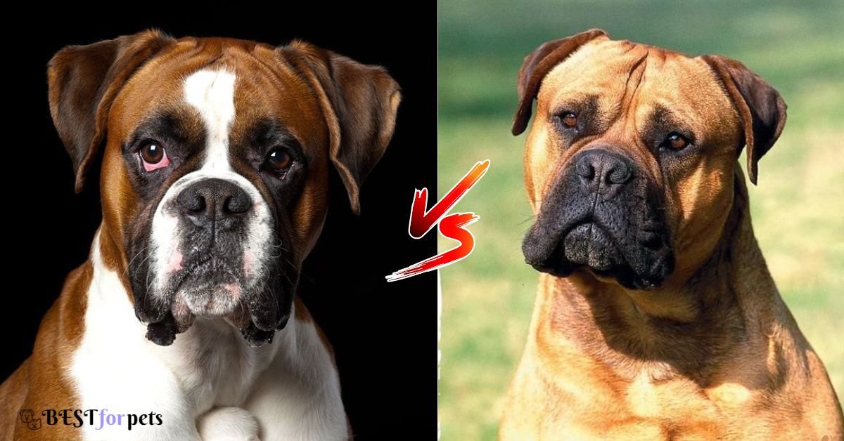 Boxer Dog vs Bullmastiff