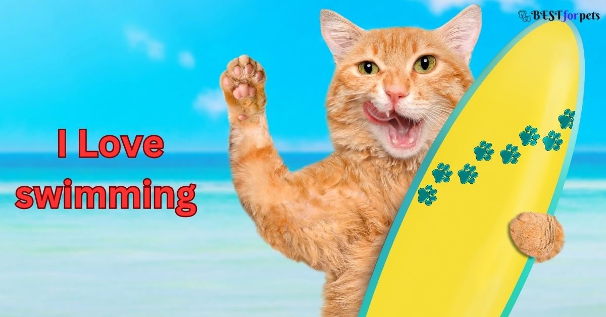 Cat Breeds That Love Water and Swimming