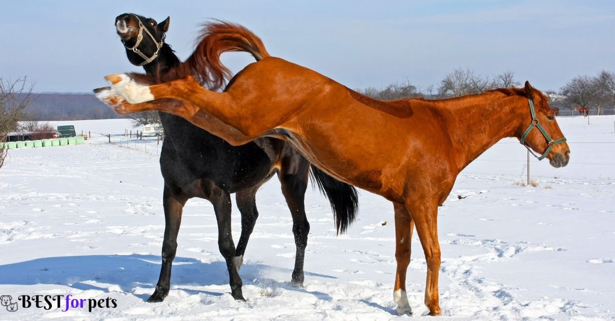 Dangerous horse breeds in the World