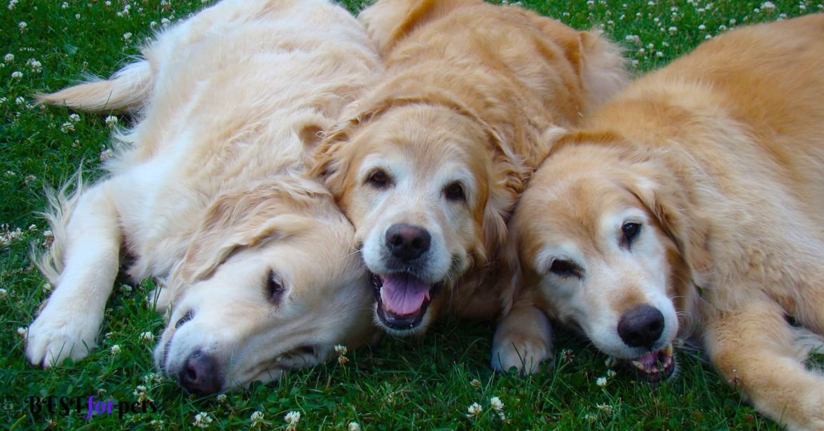 Dog Breeds That Are Famous for Their Smiles