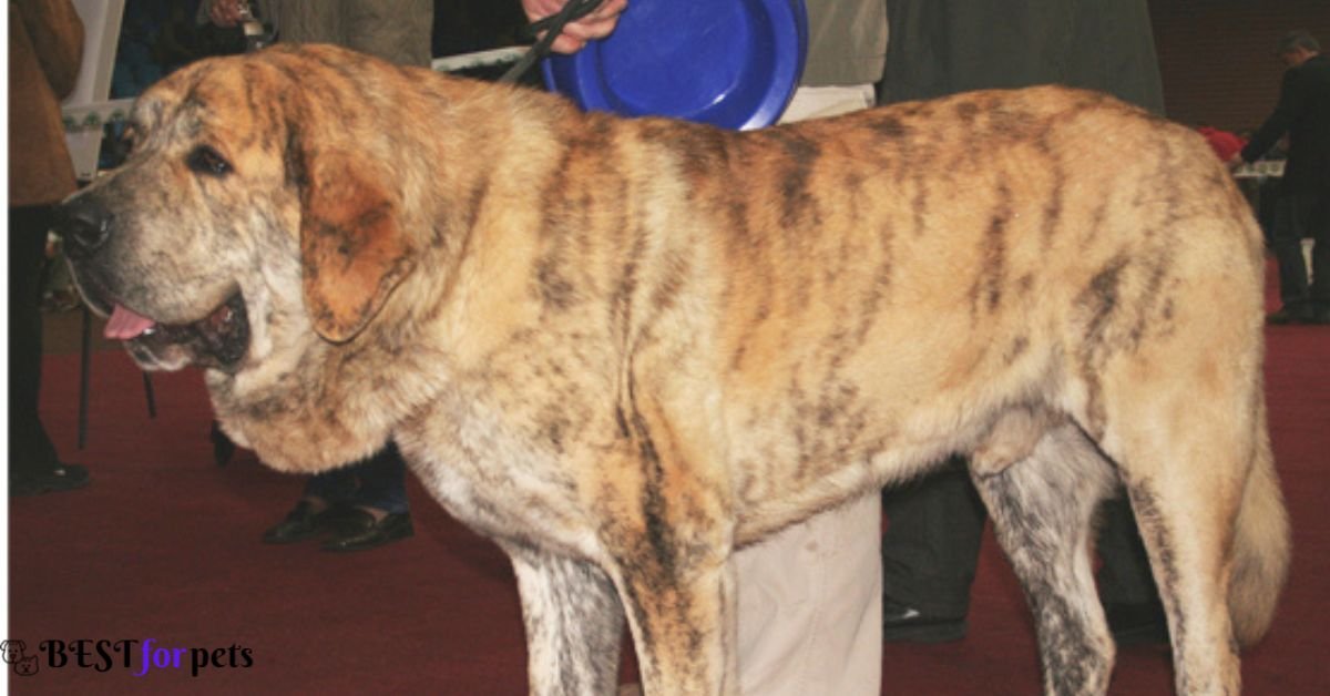 Kumaon Mastiff dog price