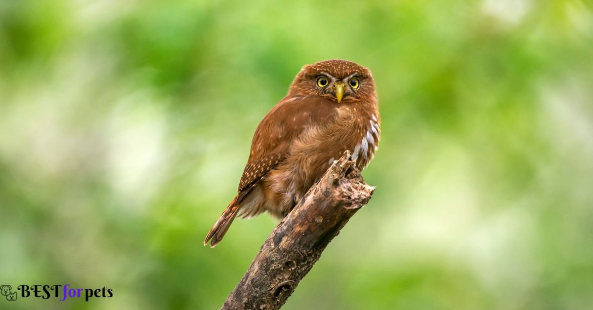Least Pygmy Owl