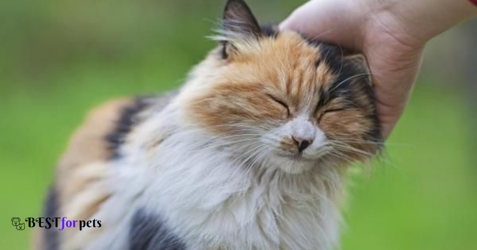 Cat Breeds Known for Their Gentle and Calm Nature