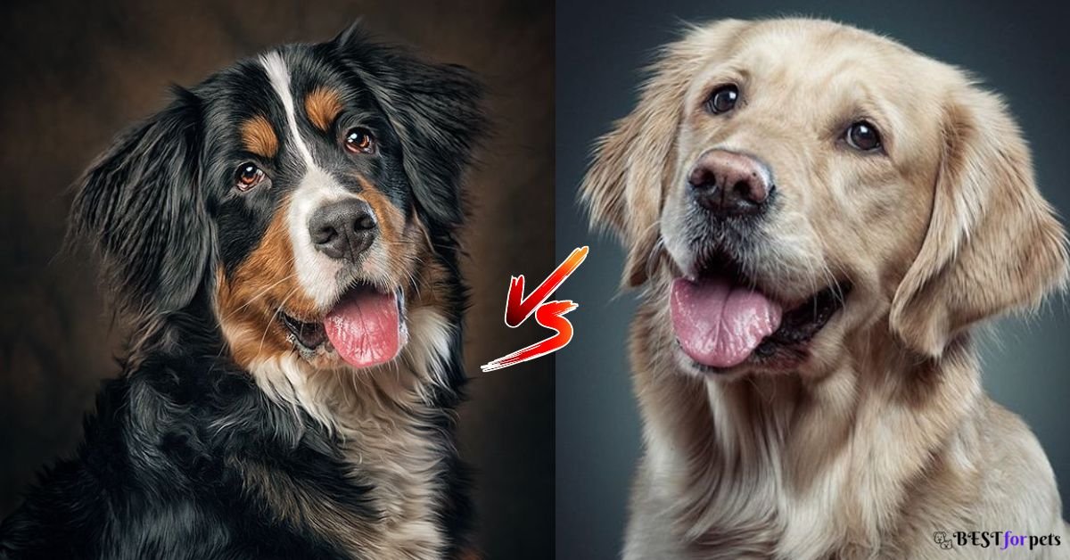 Bernese Mountain Dog vs Golden Retriever