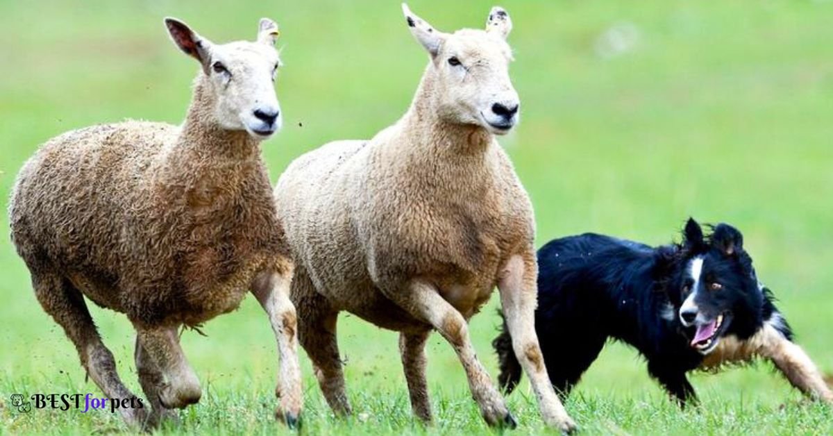 Dog Breeds That Are Skilled in Herding Livestock