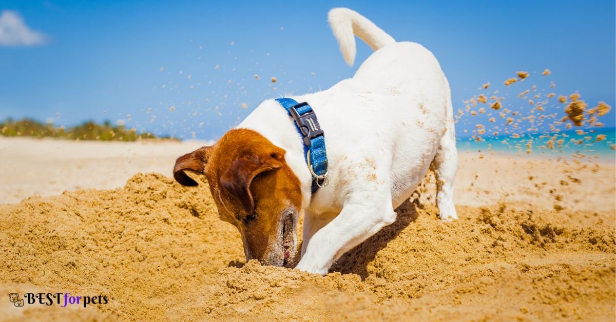 Dog Breeds That Love to Dig Holes