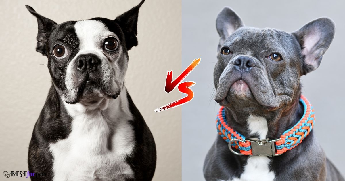 French bulldog vs Boston terrier
