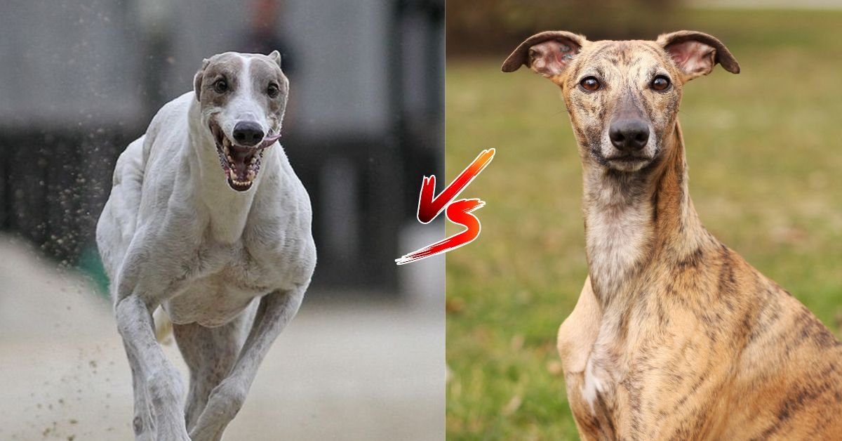 Greyhound vs Whippet