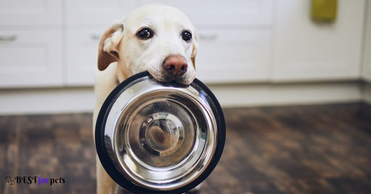 The Secret Behind Irresistible Pet Food