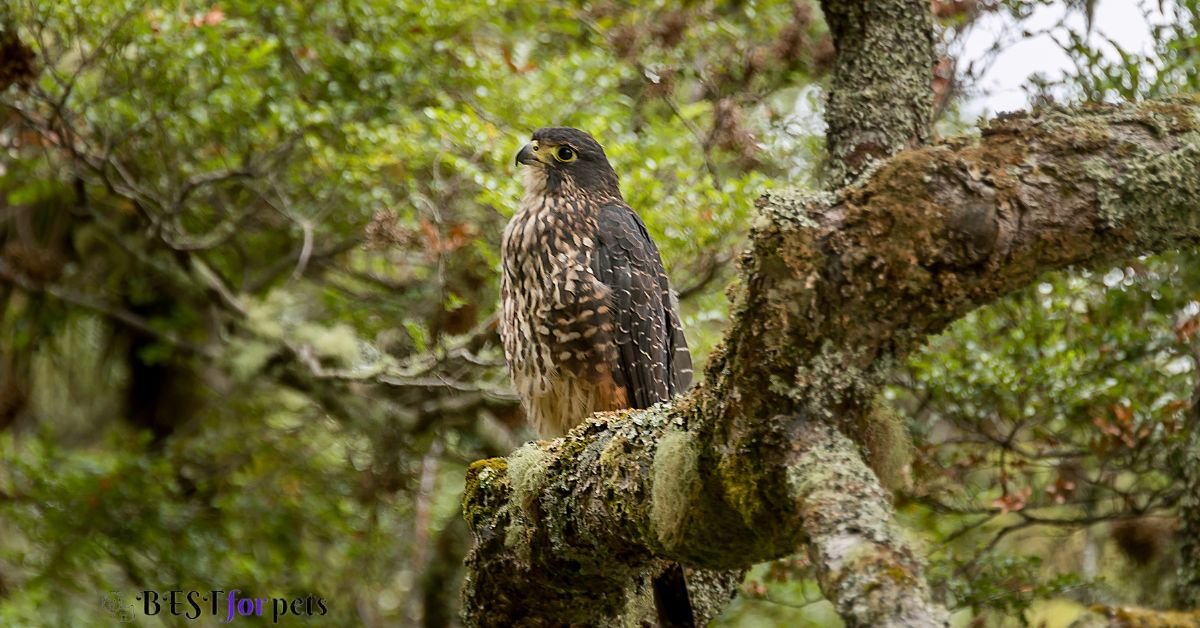 New Zealand Falcon 