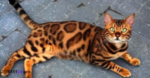 Exotic Cat Breeds That Look Like Miniature Leopards
