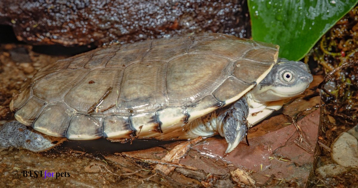 African Aquatic Sideneck Turtle