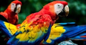 Beautiful Birds from the Amazon Rainforest