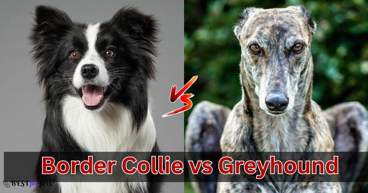 Border Collie vs Greyhound Comparison