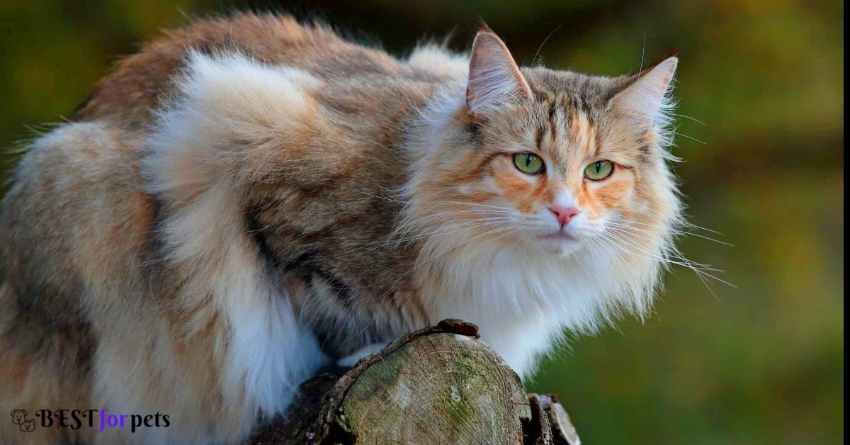 Cat Breeds That Are Known for Their Photogenic Looks