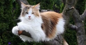 Cat Breeds That Are Skilled Tree Climbers