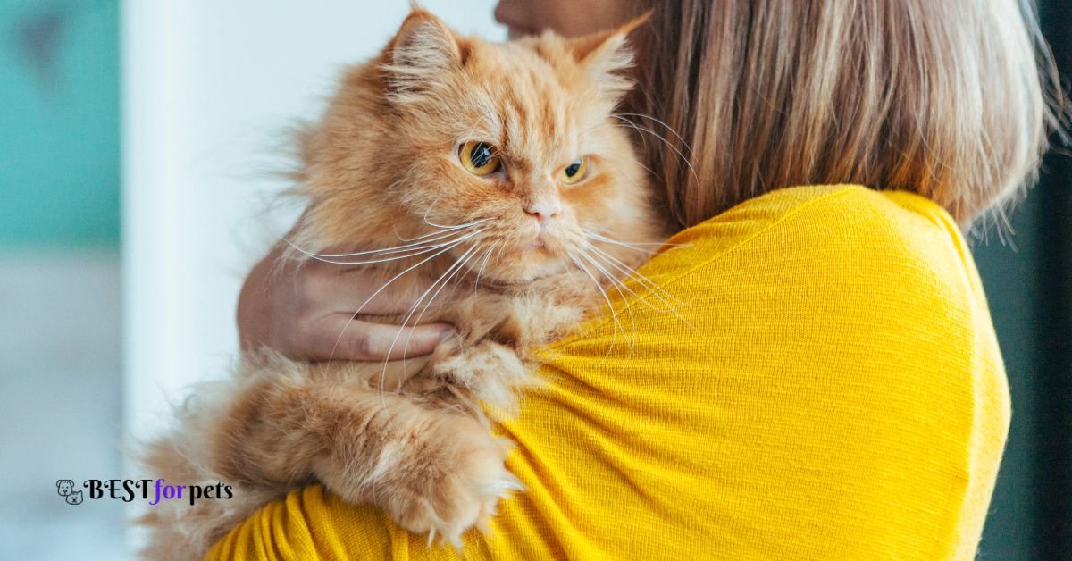 Cat Breeds that are perfect for first time owners