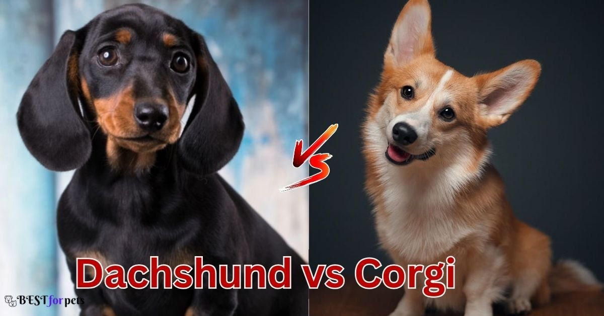 Dachshund vs Corgi Comparison