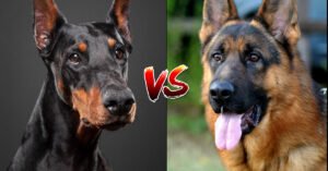 Doberman vs German Shepherd Comparison