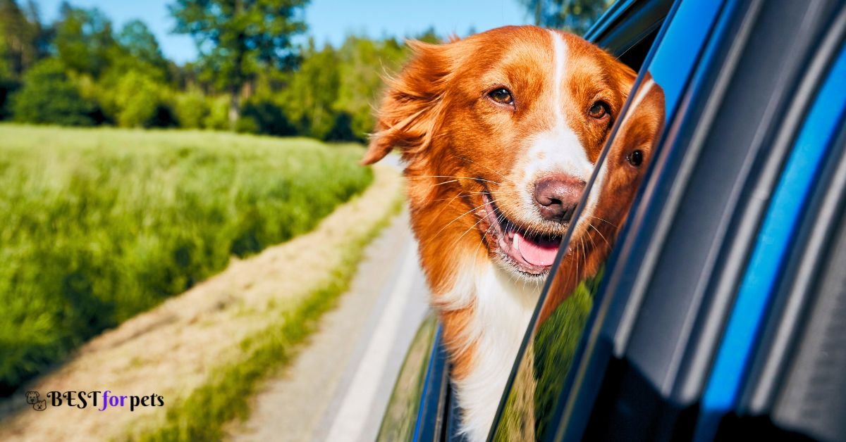 Dog Breeds That Love Car Rides