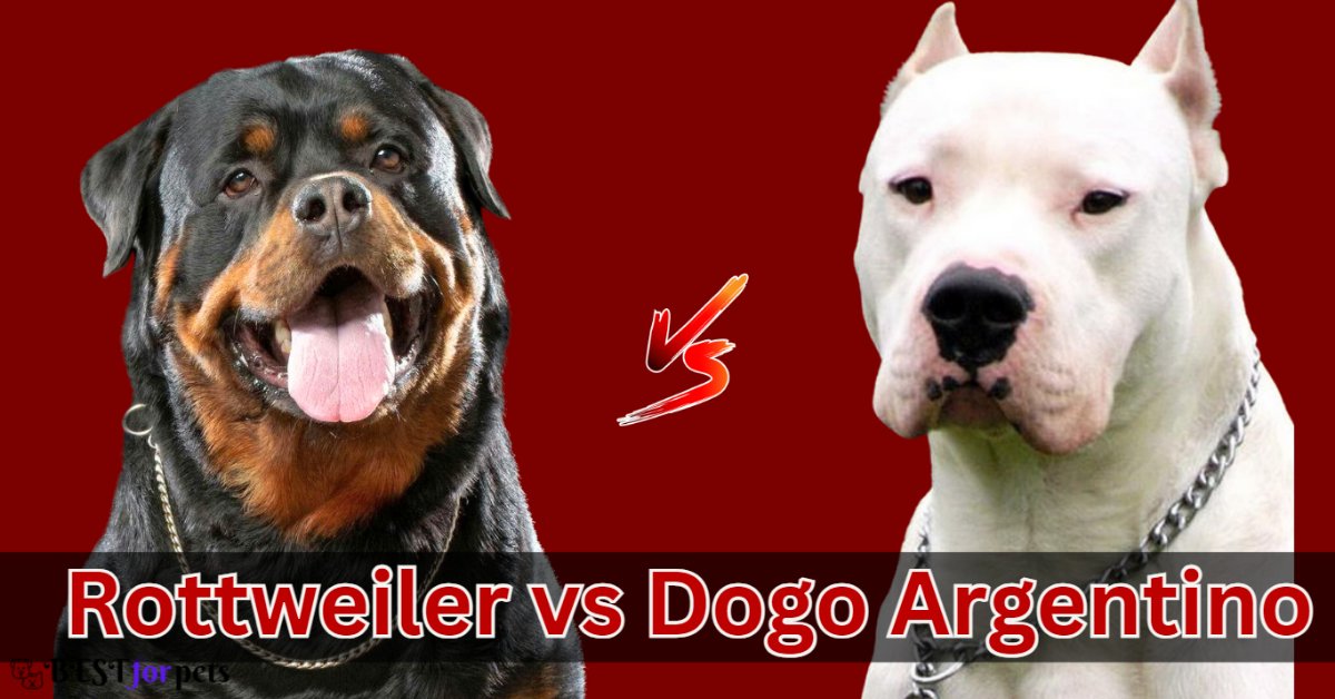 Dogo Argentino vs Rottweiler Comparison