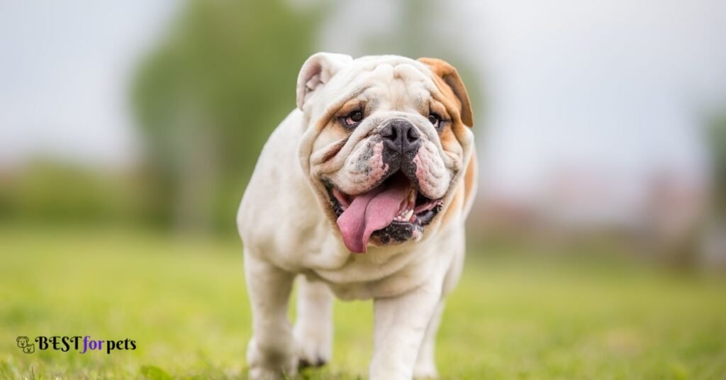 English-Bulldog-dog-for-sale-near-me