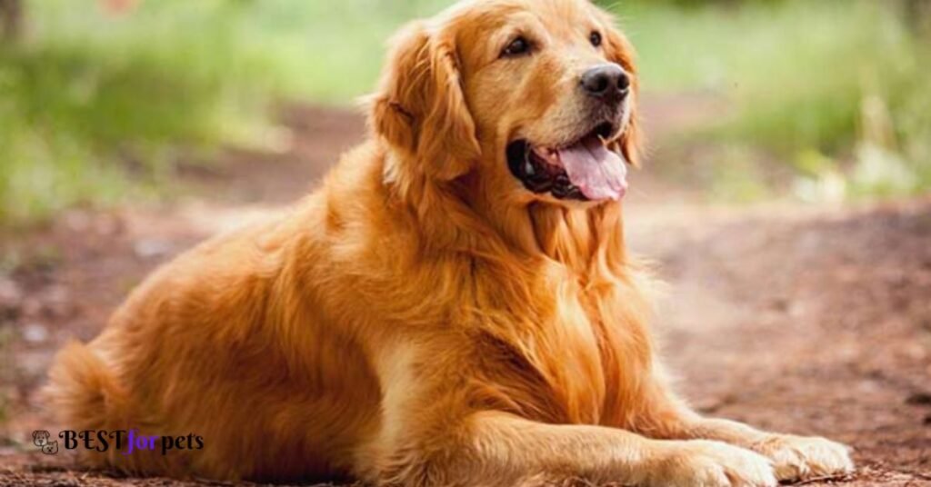 golden-retriever-dog-breeder-near-me