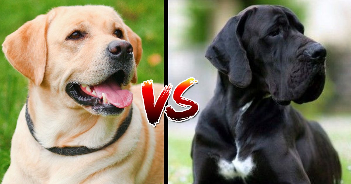 Great Dane vs Labrador Retriever