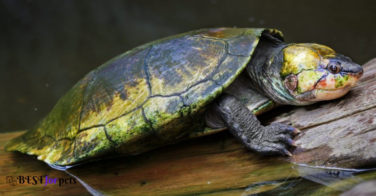 Madagascar Big-Headed Turtle 