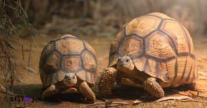 Most Endangered Turtle Species