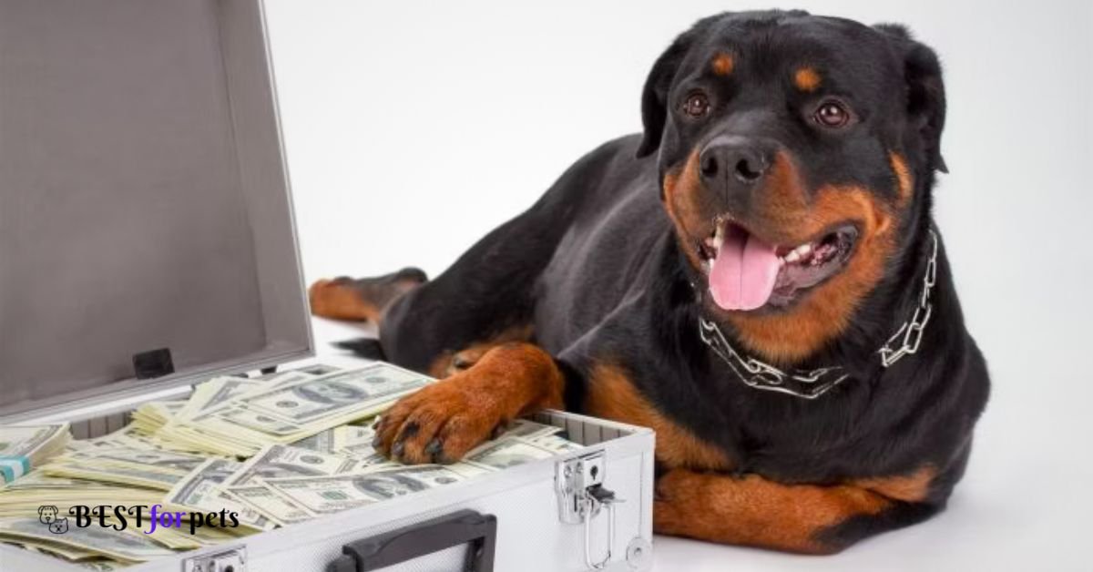 Most Expensive dog breeds in the world