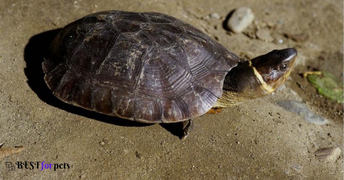The 10 Most Endangered Turtle Species - Bestforpets