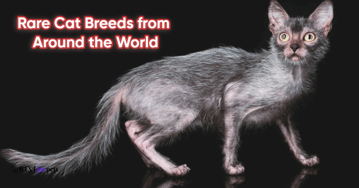 Rare Cat Breeds from Around the World
