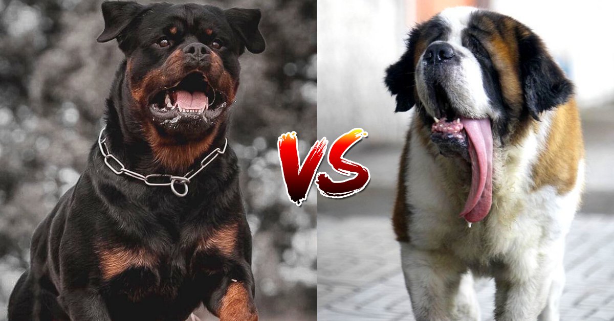 Rottweiler vs Saint Bernard