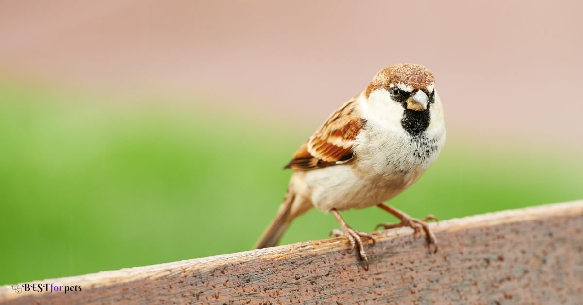House Sparrow 