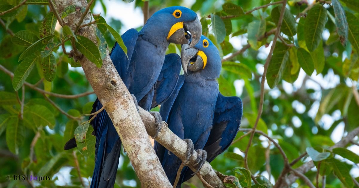 Hyacinth Macaw 