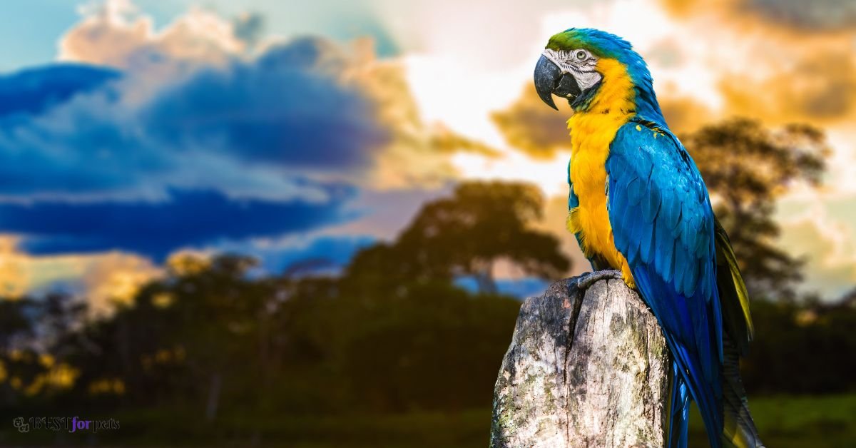 Blue-and-Yellow Macaw 
