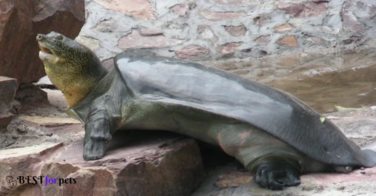 Yangtze Giant Softshell Turtle 