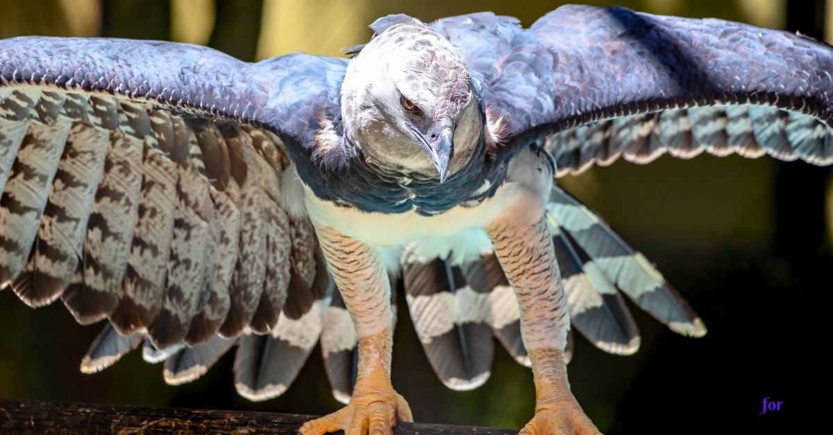 birds with the most powerful talons