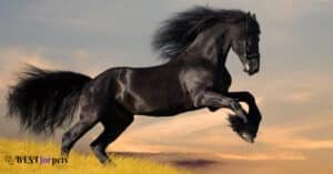 horse breeds with the best endurance