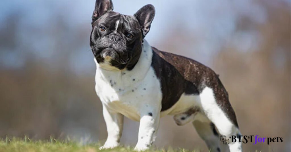 kci-registered-French-Bulldog-dog-for-sale-near-me