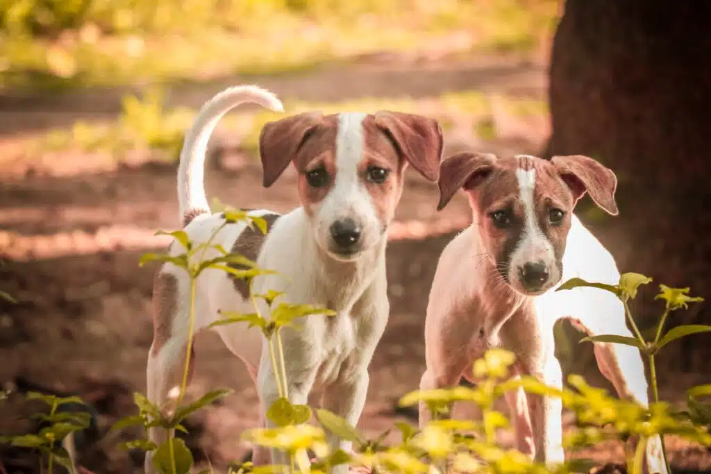 pet-shop-for-mudhol-puppies-near-me